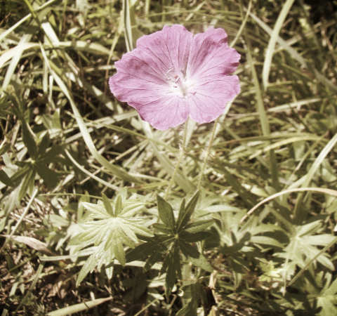 photo d'une fleur sauvage